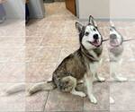Goose *Foster Needed* - Male Siberian Husky Dog for Adoption - Small photo