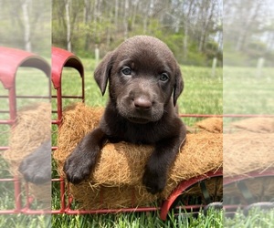 Labrador Retriever Puppy for sale in NEOLA, WV, USA
