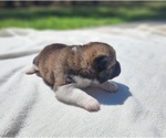 Puppy KIMBER Akita