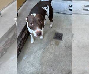 Mutt Dogs for adoption in Oakhurst, NJ, USA