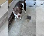 Small Mutt