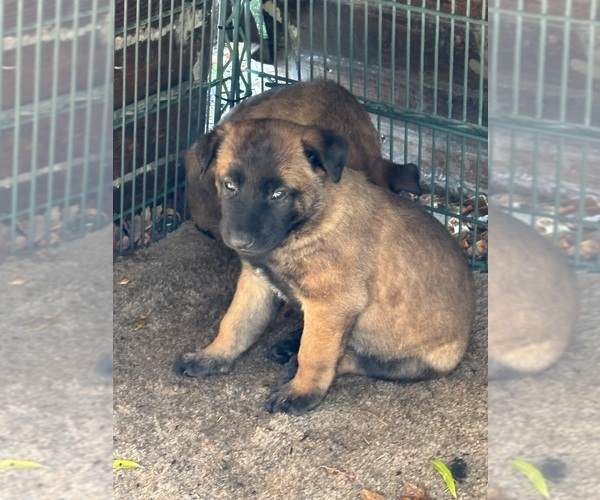 Medium Photo #10 Belgian Malinois Puppy For Sale in EPHRATA, WA, USA
