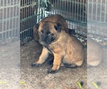 Small #9 Belgian Malinois