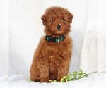Small Photo #1 Goldendoodle-Poodle (Standard) Mix Puppy For Sale in LEOLA, PA, USA