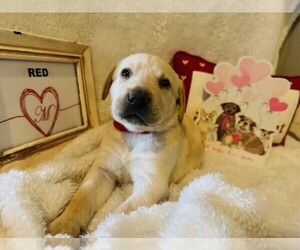 Labrador Retriever Puppy for sale in MAYSVILLE, GA, USA