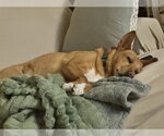 Small #16 Chow Chow-Rat Terrier Mix