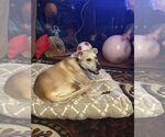 Small #3 Labrador Retriever Mix
