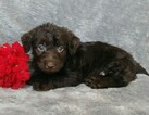 Small Photo #4 Labradoodle Puppy For Sale in FREDERICKSBG, OH, USA