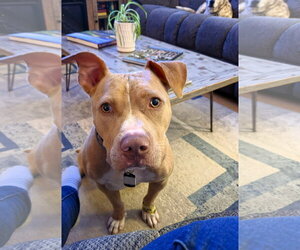 Mutt Dogs for adoption in Shelburne, VT, USA