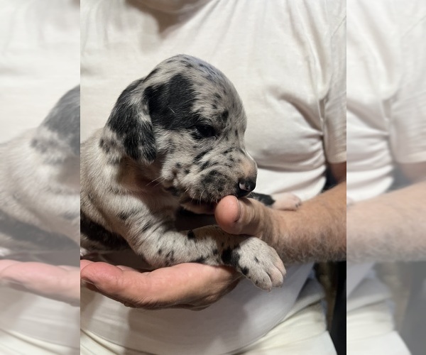 Medium Photo #33 Great Dane Puppy For Sale in SPRAGGS, PA, USA