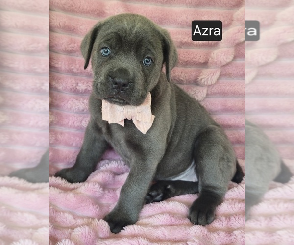 Medium Photo #6 Cane Corso Puppy For Sale in MINERAL WELLS, WV, USA