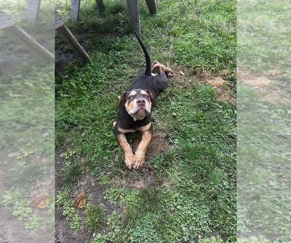 Medium Photo #1 American Bully Puppy For Sale in BROCKTON, MA, USA