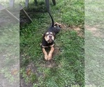 Image preview for Ad Listing. Nickname: Mocha