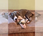 Small #1 Bullboxer Pit