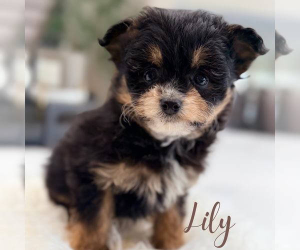 Medium Photo #4 Pomapoo (Standard) Puppy For Sale in ADDISON, IL, USA