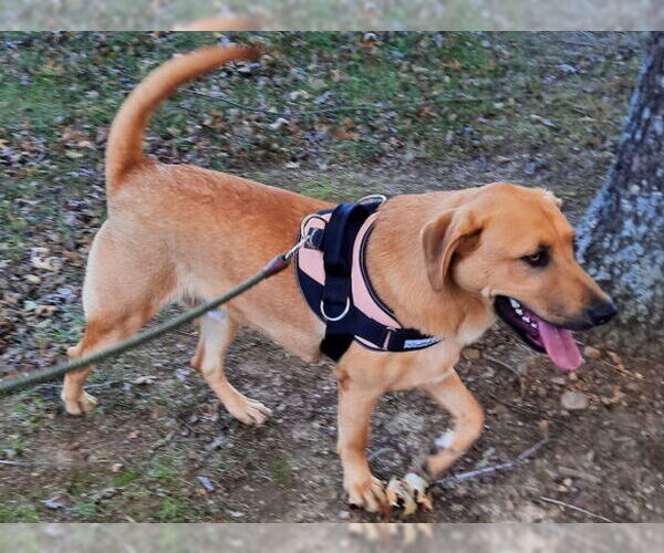 Medium Photo #4 Black Mouth Cur-Labrador Retriever Mix Puppy For Sale in Mountain View, AR, USA