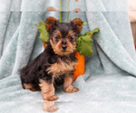 Small #2 Yorkshire Terrier