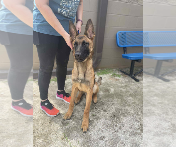 Medium Photo #4 German Shepherd Dog-Unknown Mix Puppy For Sale in Imlay City, MI, USA
