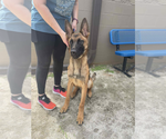 Small #3 German Shepherd Dog Mix