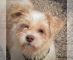 Small Shih Tzu Mix