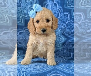 Cock-A-Poo Puppy for sale in NEW HOLLAND, PA, USA