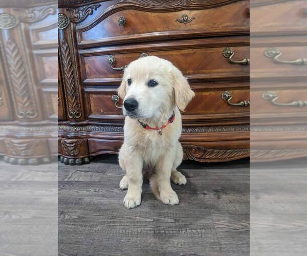 Medium Photo #33 Golden Retriever Puppy For Sale in CITRUS HEIGHTS, CA, USA