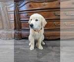 Small #32 Golden Retriever