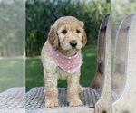 Small Photo #6 Irish Doodle Puppy For Sale in WOOSTER, OH, USA