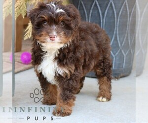 Bernedoodle (Miniature) Puppy for sale in PARADISE, PA, USA
