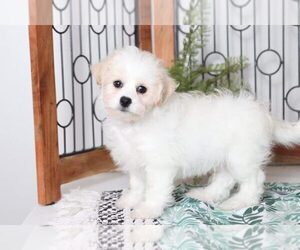 Zuchon Puppy for sale in NAPLES, FL, USA