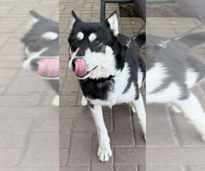 Huskies -Unknown Mix Dogs for adoption in Lake Elsinore, CA, USA