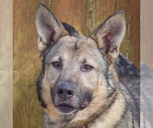 Kash - Male German Shepherd Dog Dog for Adoption