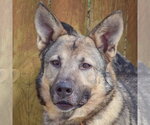Kash - Male German Shepherd Dog Dog for Adoption - Small photo