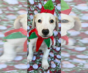 Labrador Retriever-Unknown Mix Dogs for adoption in NYC, NY, USA