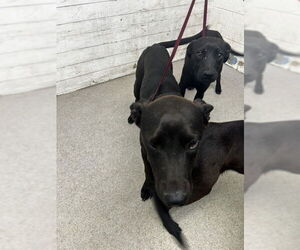 German Shepherd Dog-Unknown Mix Dogs for adoption in San Bernardino, CA, USA
