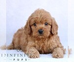 Small Photo #5 Goldendoodle (Miniature) Puppy For Sale in EPHRATA, PA, USA