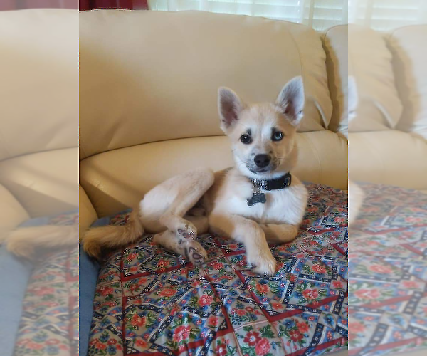 Medium Photo #1 Pomsky Puppy For Sale in LOVELAND, CO, USA
