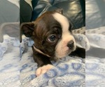 Small Photo #5 Faux Frenchbo Bulldog Puppy For Sale in FT MYERS, FL, USA