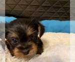 Small Photo #29 Yorkshire Terrier Puppy For Sale in ORLANDO, FL, USA