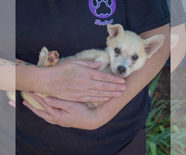 Medium Photo #4 Gerberian Shepsky Puppy For Sale in Huntley, IL, USA