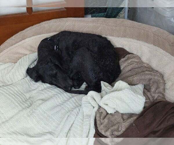 Medium Photo #5 Poodle (Standard)-Unknown Mix Puppy For Sale in Oak Bluffs, MA, USA