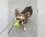 Small #4 French Bulldog Mix