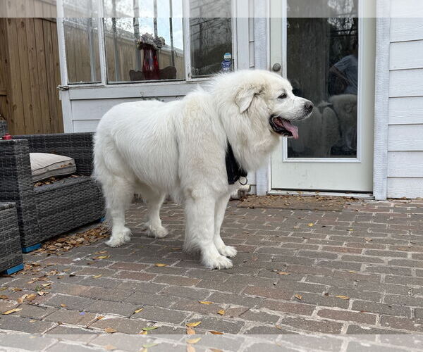 Medium Photo #13 Great Pyrenees Puppy For Sale in Houston, TX, USA