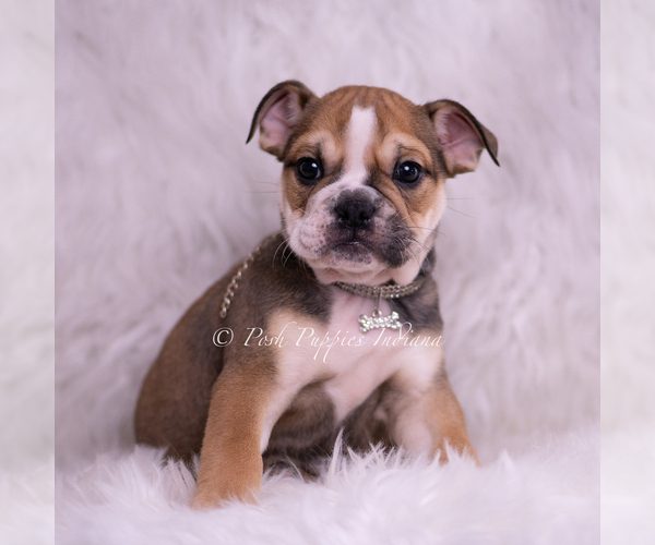 Medium Photo #3 Bulldog Puppy For Sale in WARSAW, IN, USA