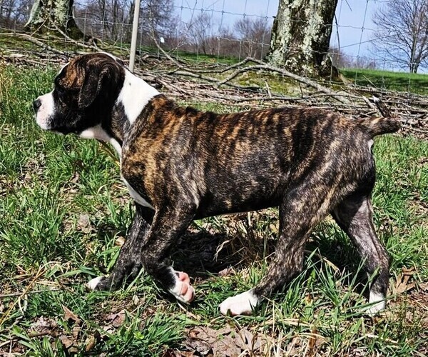 Medium Photo #5 Alapaha Blue Blood Bulldog Puppy For Sale in SHELOCTA, PA, USA