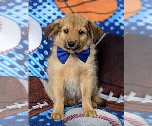 Shetland Sheepdog-Unknown Mix Puppy for sale in PEACH BOTTOM, PA, USA
