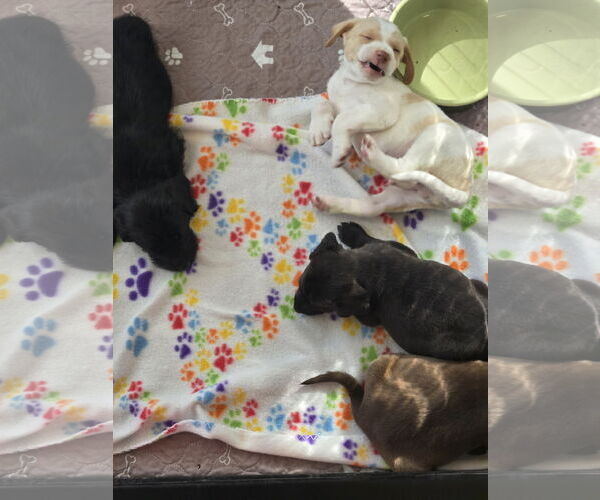 Medium Photo #6 Labrador Retriever-Unknown Mix Puppy For Sale in The Woodlands, TX, USA