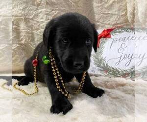 Golden Labrador Puppy for sale in DRY RUN, PA, USA