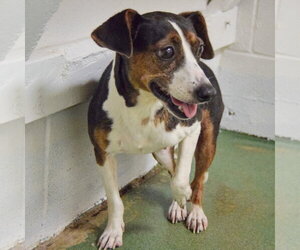 Brandy - Female Jack-A-Bee Dog for Adoption - Photo #4