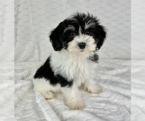 Maltipoo Puppy for sale in FRANKLIN, IN, USA